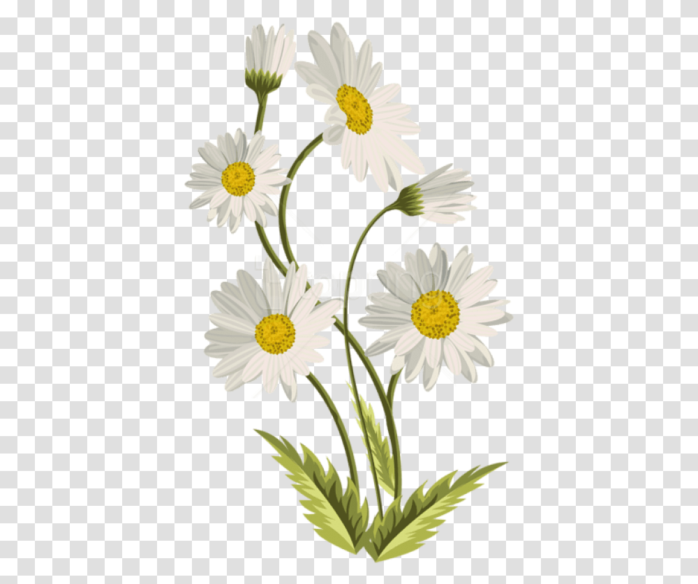 Background Daisy Flower, Plant, Daisies, Blossom Transparent Png