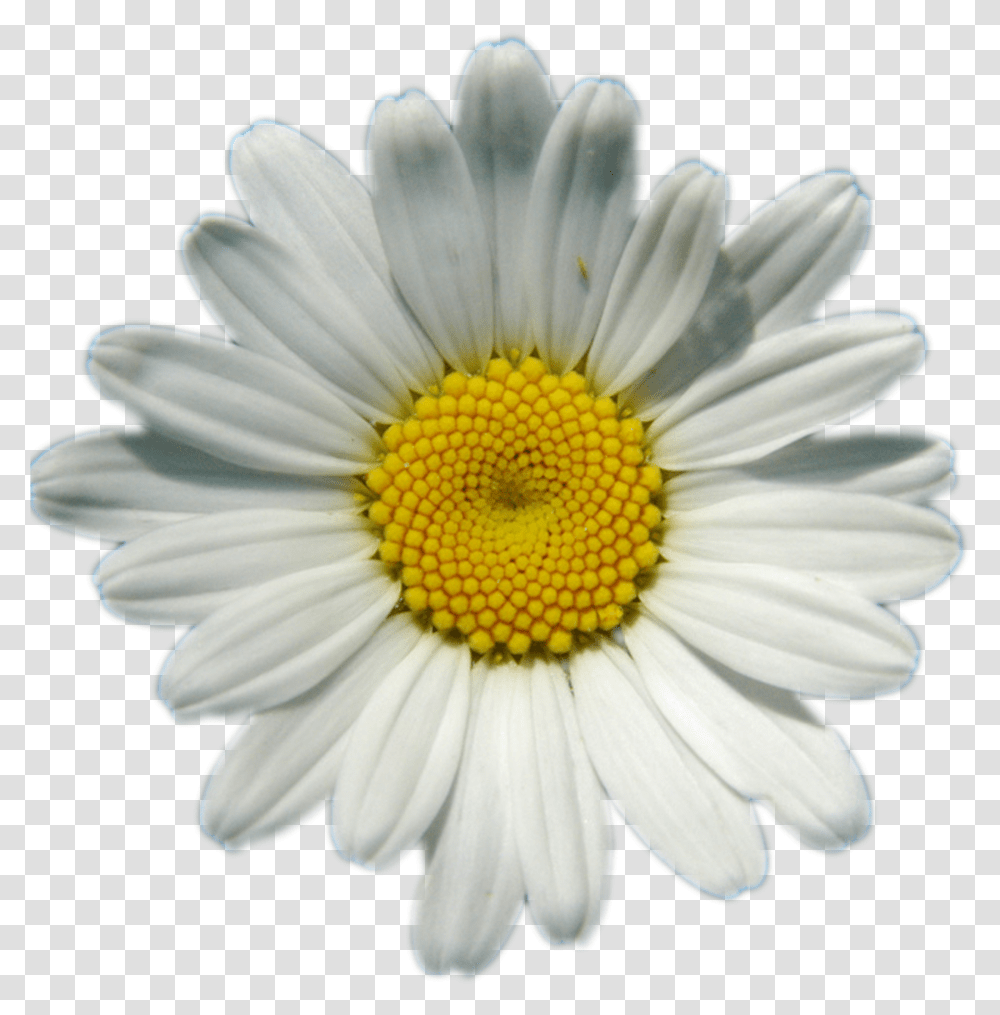 Background Daisy Transparent Png