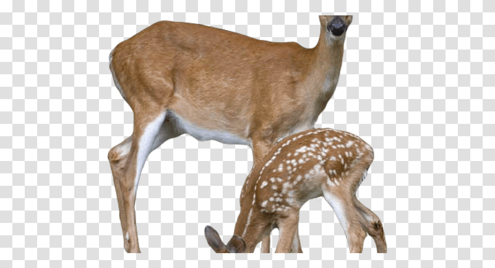 Background Deer Background Deer, Wildlife, Mammal, Animal, Antelope Transparent Png