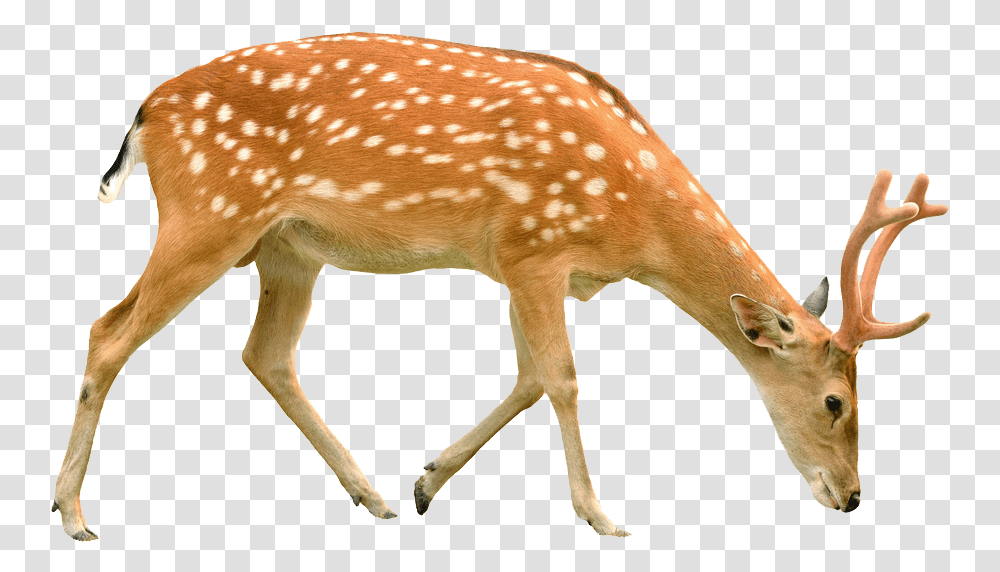 Background Deer, Wildlife, Mammal, Animal, Antelope Transparent Png