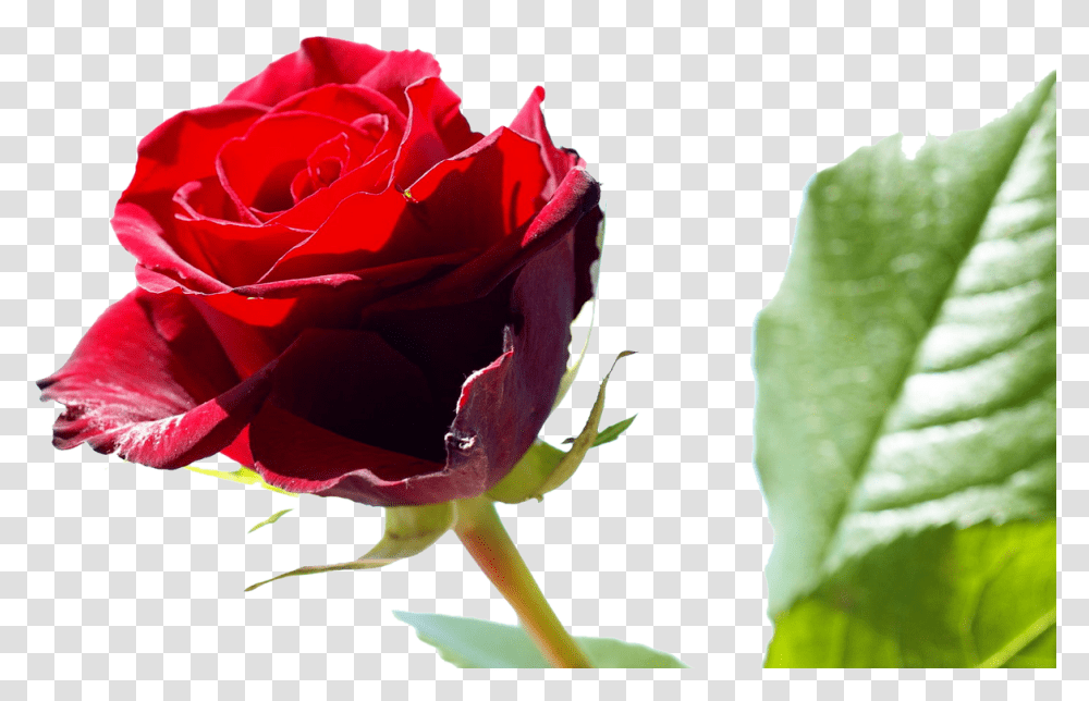 Background Design Red Rose Background, Flower, Plant Transparent Png
