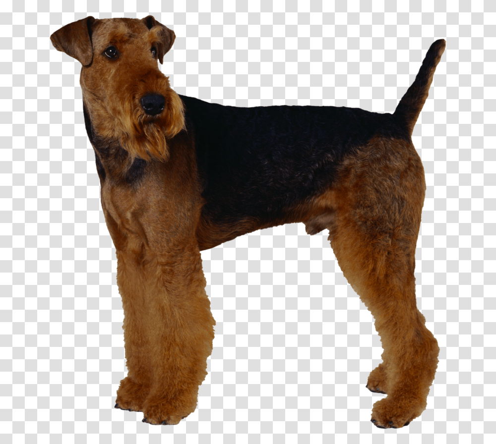 Background Dogs Dog Airedale Terrier, Pet, Canine, Animal, Mammal Transparent Png