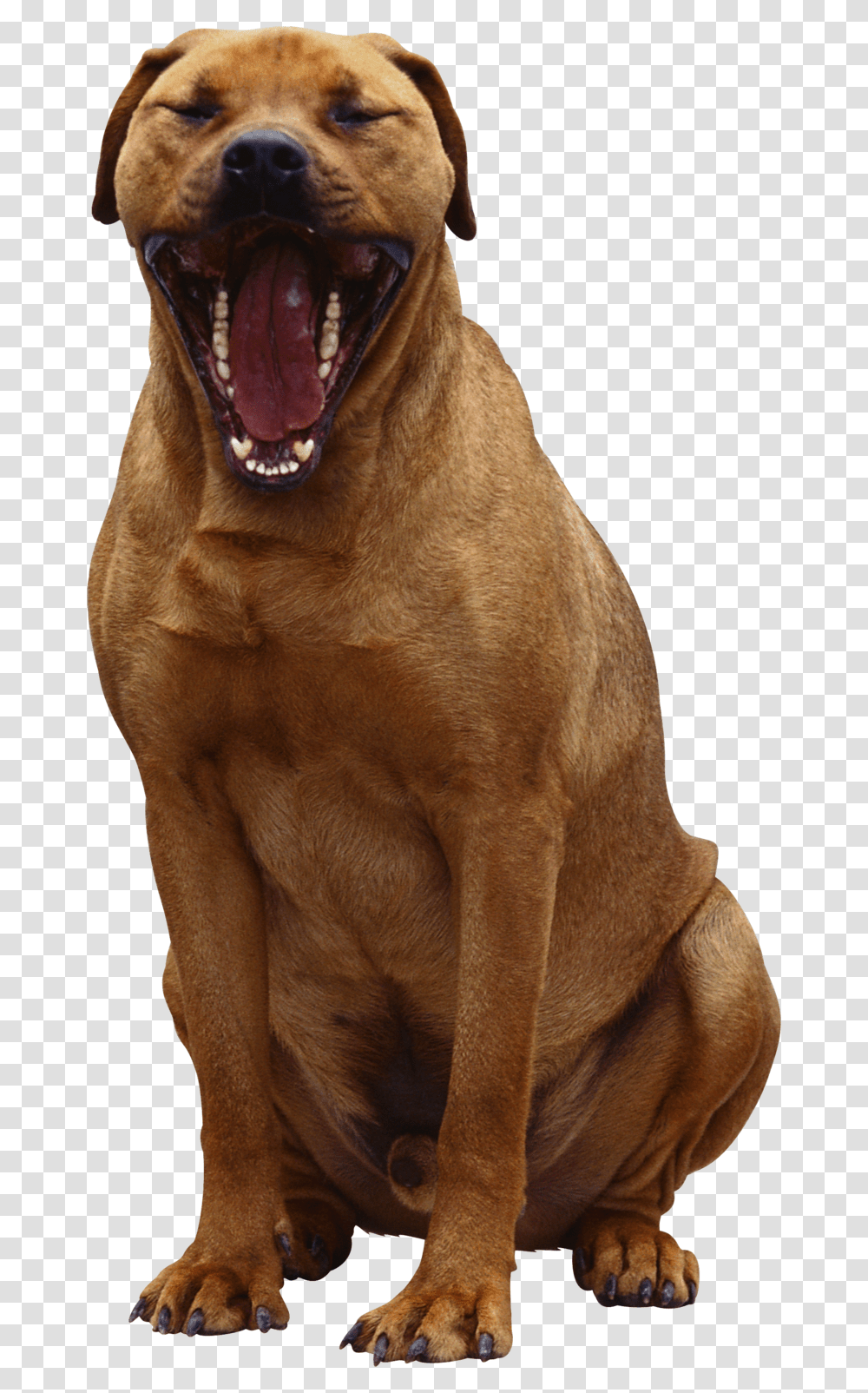 Background Dogs Dog Dog, Pet, Canine, Animal, Mammal Transparent Png
