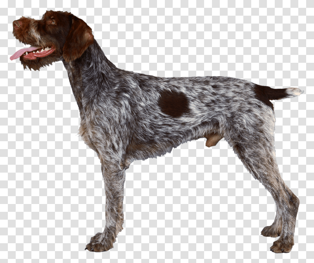 Background Dogs Dog German Wirehaired Pointer Profile, Pet, Canine, Animal, Mammal Transparent Png