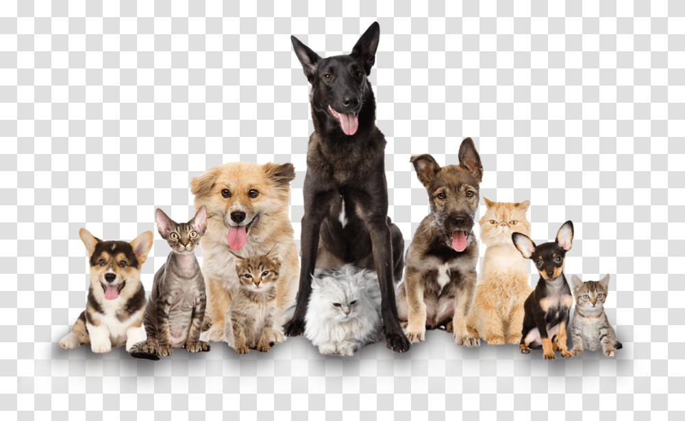 Background Dogs, Pet, Canine, Animal, Mammal Transparent Png