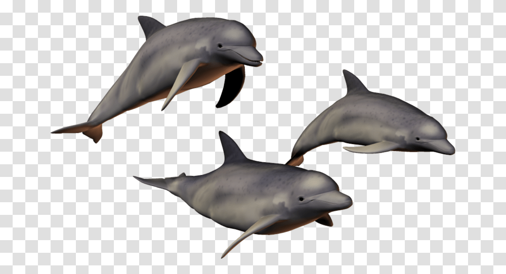 Background Dolphin With Background, Sea Life, Animal, Mammal, Bird Transparent Png