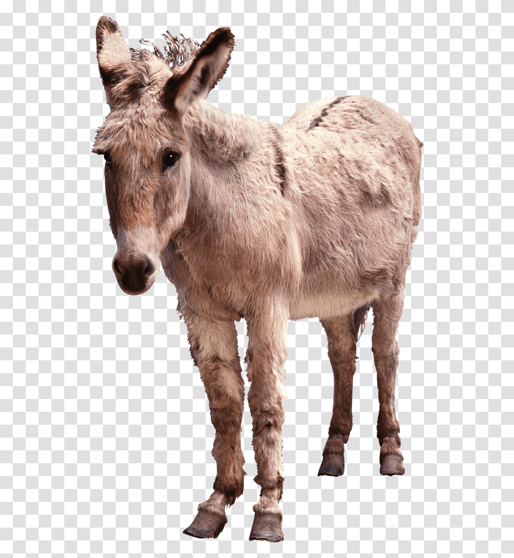 Background Donkey, Mammal, Animal, Cow, Cattle Transparent Png