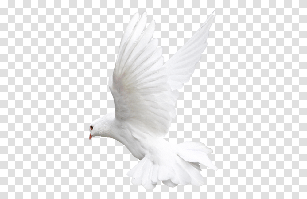 Background Dove, Bird, Animal, Pigeon, Flying Transparent Png