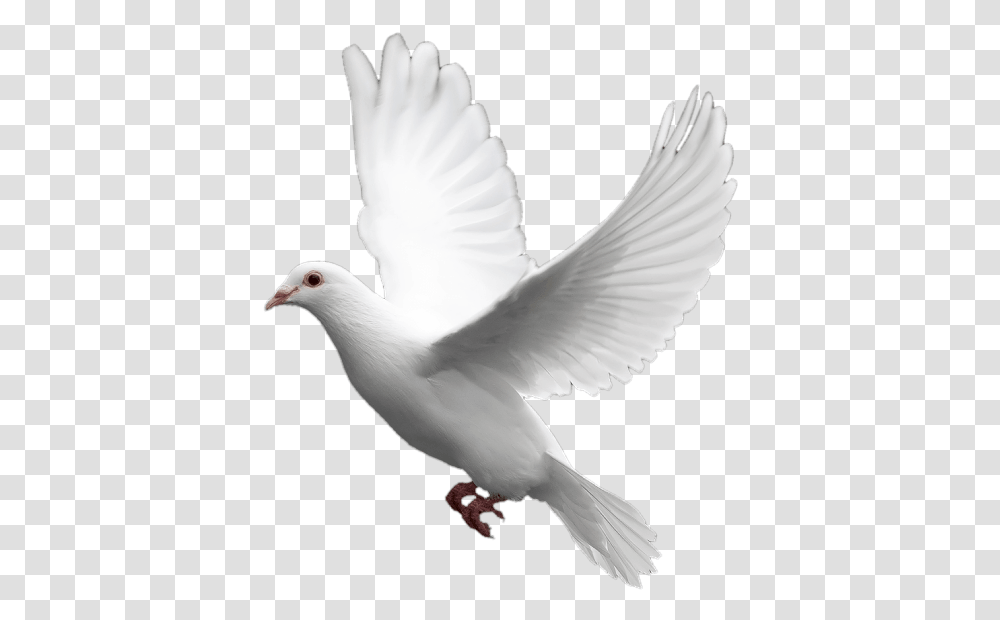 Background Dove, Bird, Animal, Pigeon Transparent Png