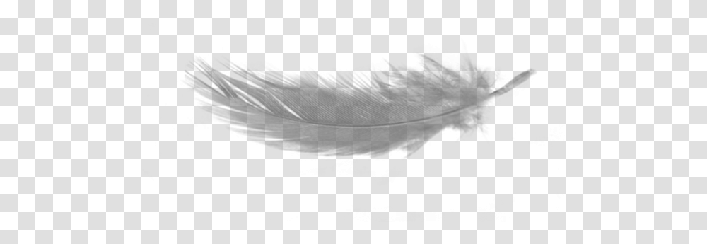 Background Down Feather, Nature, Outdoors, Silhouette, Water Transparent Png