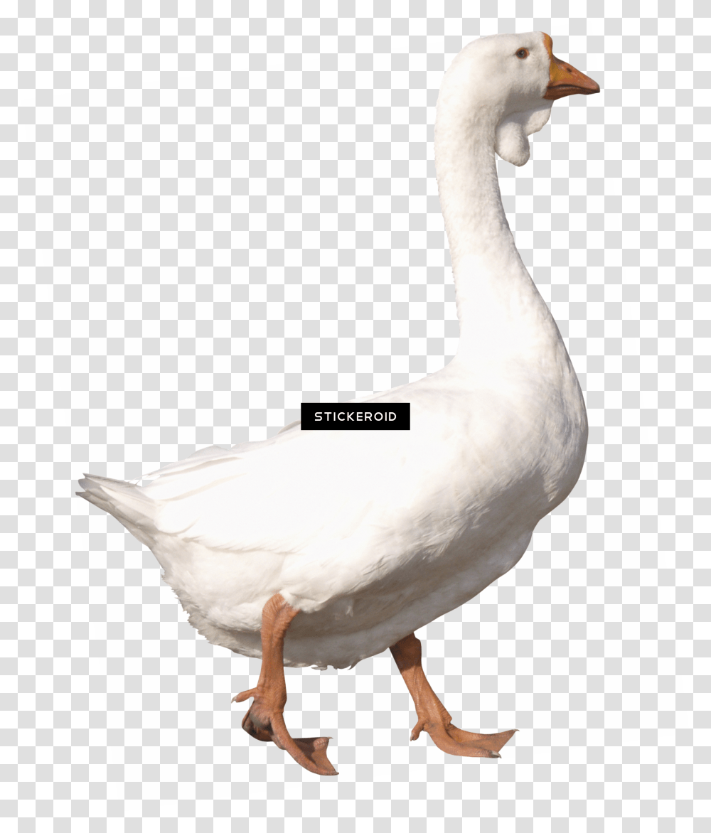 Background Duck Goose White Background, Bird, Animal, Swan Transparent Png