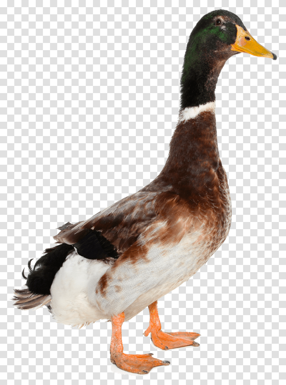 Background Duck If It Walks Like A Duck Talks Like A Duck, Bird, Animal, Waterfowl, Mallard Transparent Png