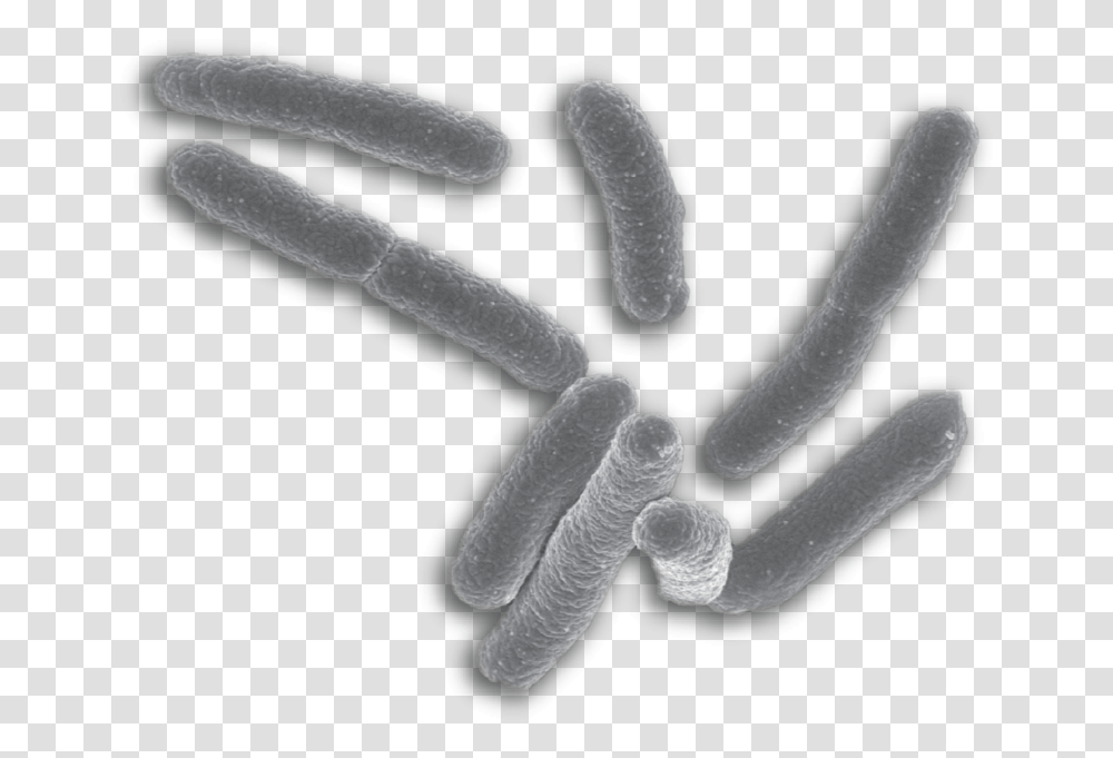 Background E Coli Bacteria, Water, Outdoors, Nature, Animal Transparent Png