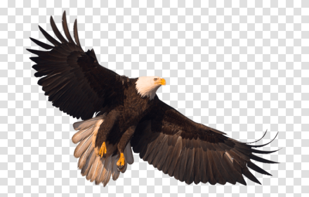 Background Eagle, Bird, Animal, Bald Eagle, Flying Transparent Png