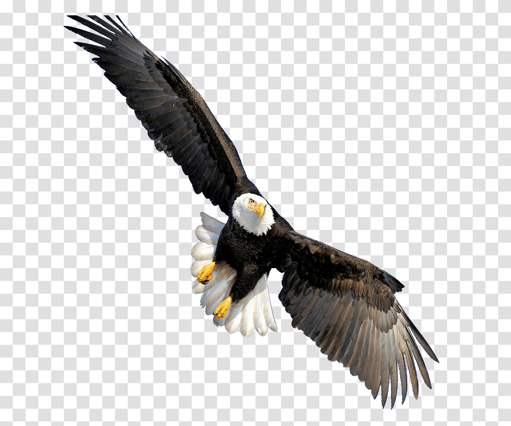 Background Eagle, Bird, Animal, Bald Eagle Transparent Png