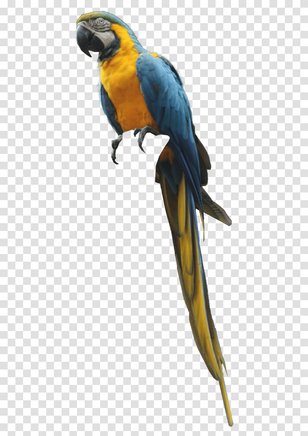 Background Editing Photo Download Parrot, Bird, Animal, Flying, Parakeet Transparent Png