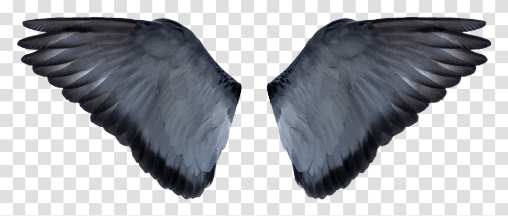 Background Editing Wings Hd, Bird, Animal, Waterfowl Transparent Png