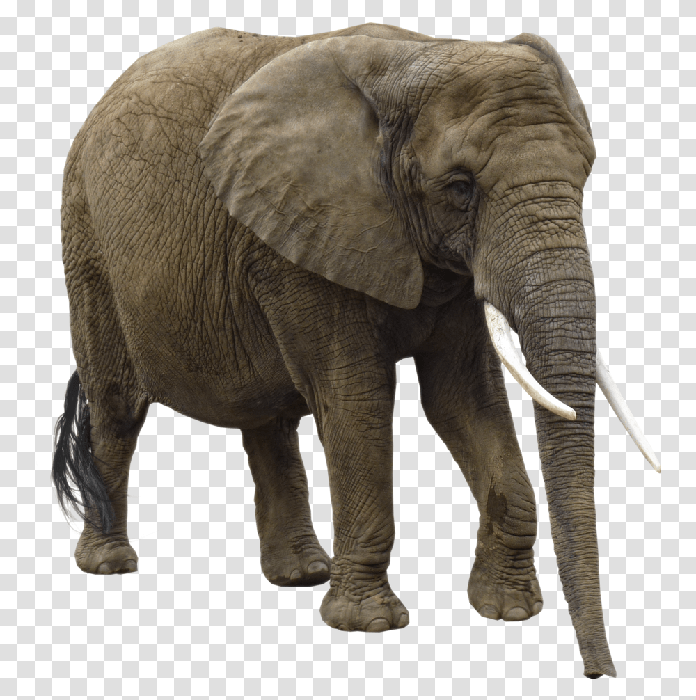 Background Elephant African Bush Elephant, Wildlife, Mammal, Animal Transparent Png