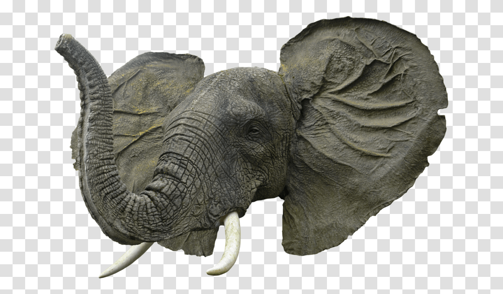 Background Elephant Head, Wildlife, Mammal, Animal, Ivory Transparent Png