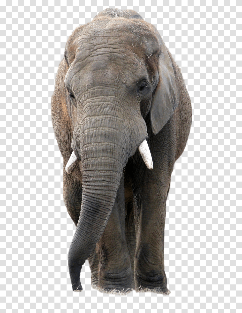 Background Elephant Picture, Wildlife, Mammal, Animal Transparent Png