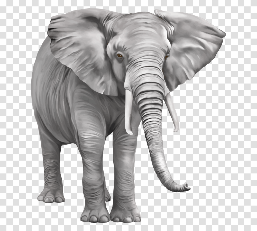 Background Elephant, Wildlife, Mammal, Animal Transparent Png