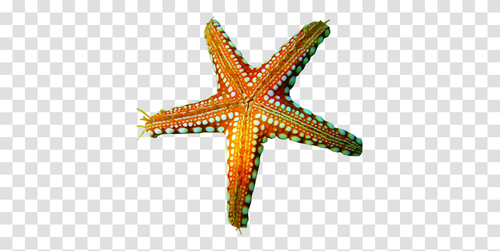 Background Etoile De Mer, Cross, Symbol, Starfish, Invertebrate Transparent Png