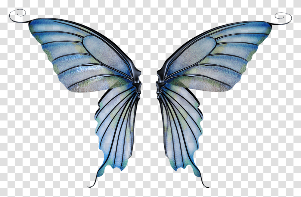 Background Fairy Wings, Insect, Invertebrate, Animal, Bird Transparent Png