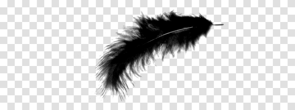 Background Feather, Gray, World Of Warcraft Transparent Png