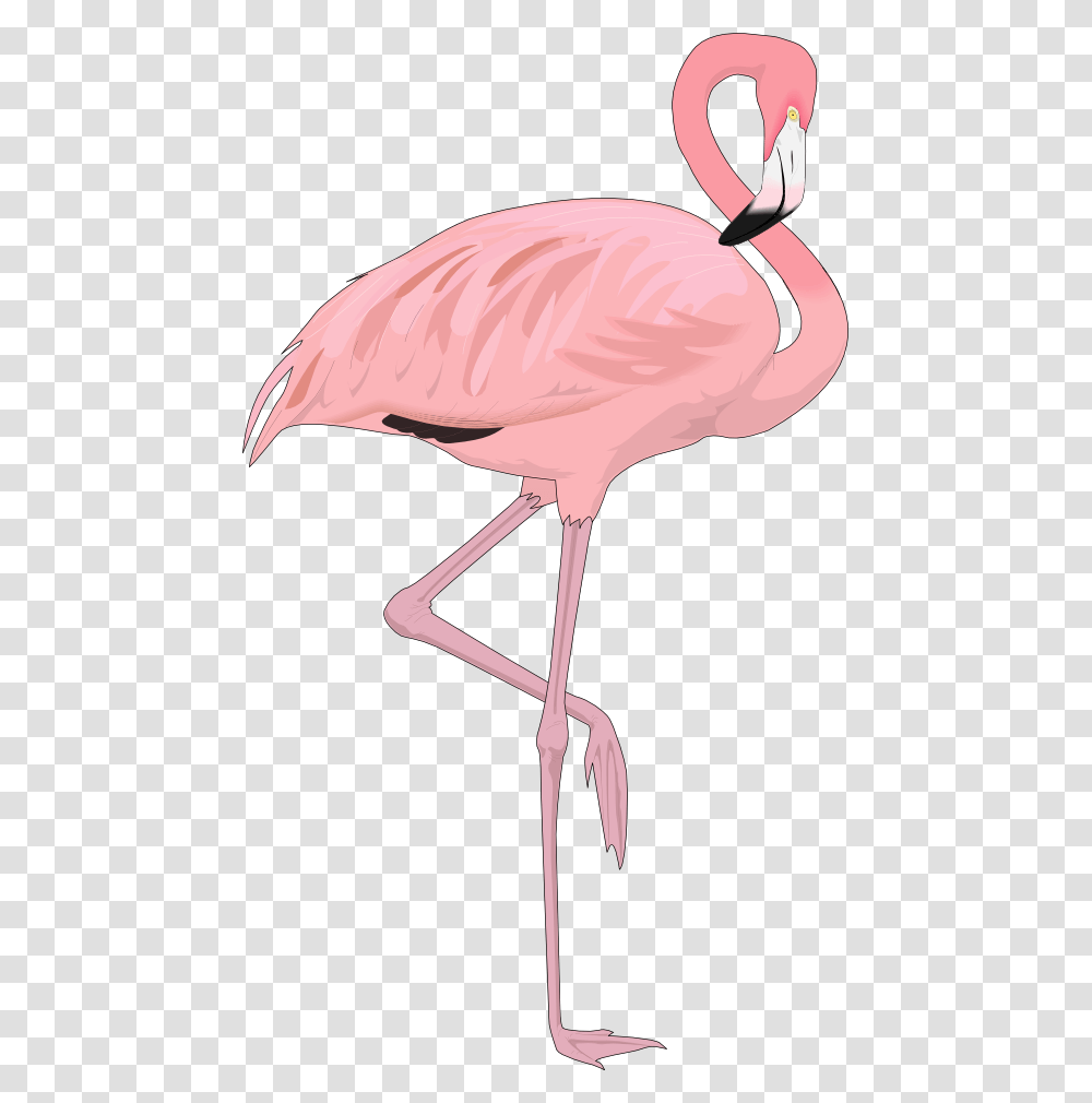 Background Flamingo, Bird, Animal Transparent Png