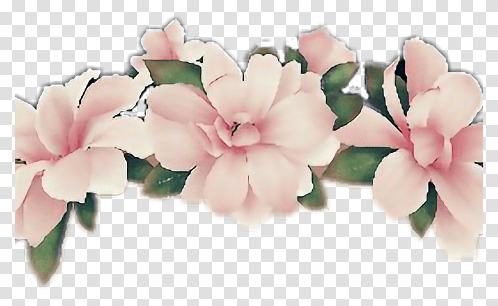 Background Flower Crown Clipart, Petal, Plant, Blossom, Rose Transparent Png