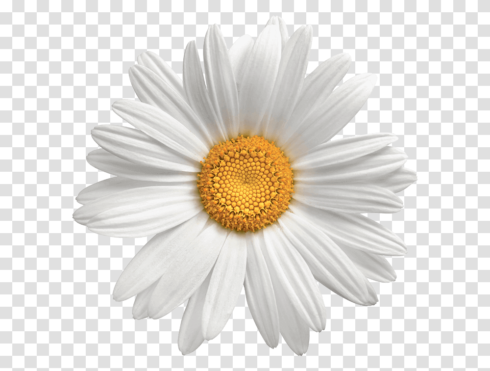Background Flower Daisy Daisy Flower, Plant, Daisies, Blossom Transparent Png