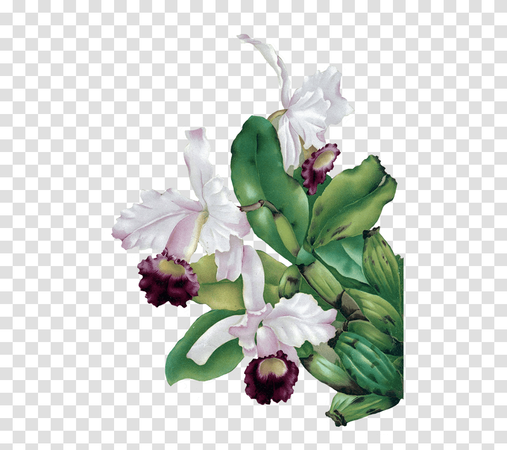 Background Flower Painting, Plant, Blossom, Orchid Transparent Png
