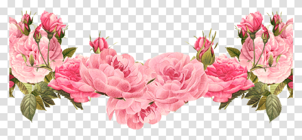 Background Flower, Plant, Blossom, Carnation, Peony Transparent Png