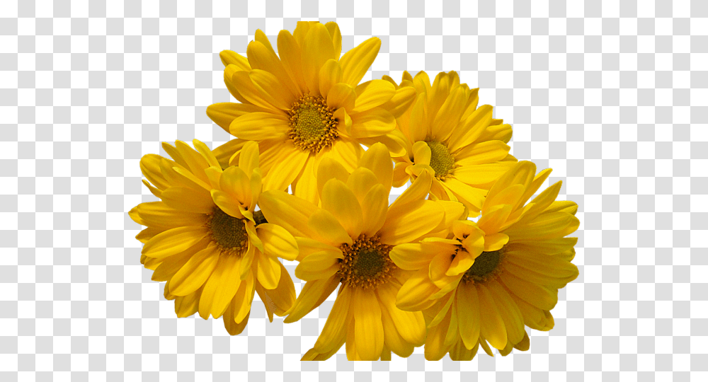 Background Flower, Plant, Blossom, Daisy, Daisies Transparent Png