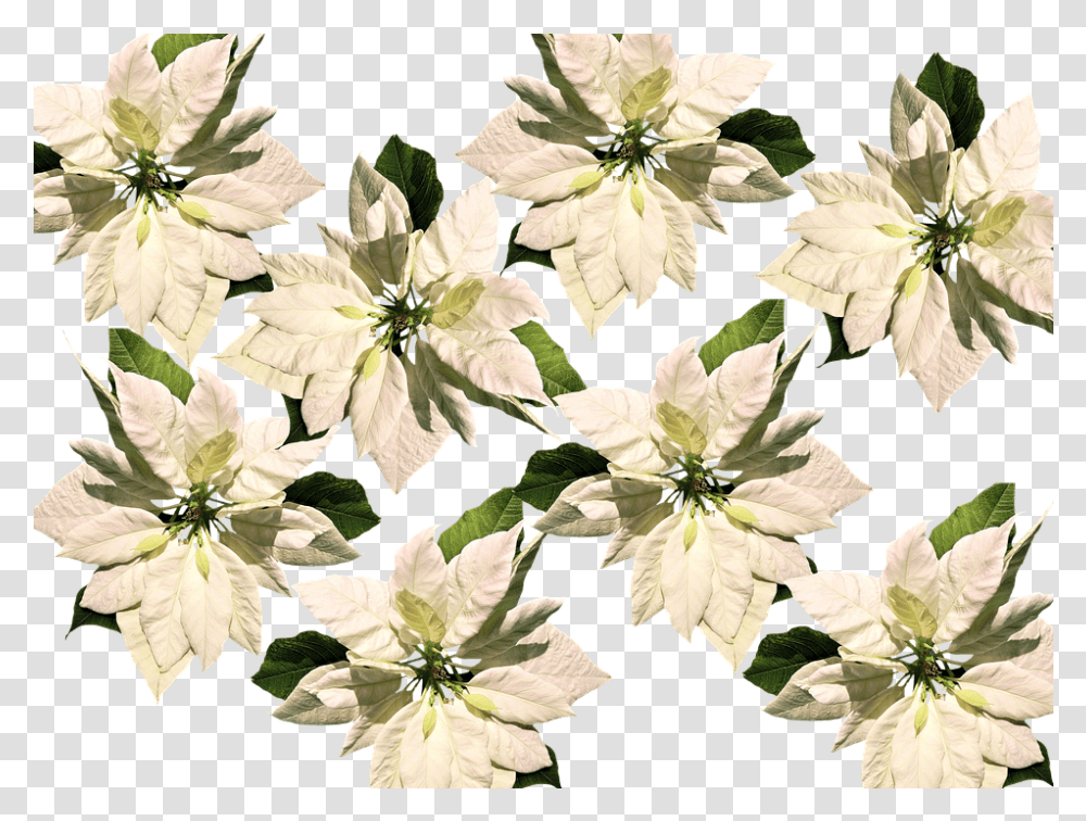 Background Flower, Plant, Petal, Acanthaceae, Pollen Transparent Png