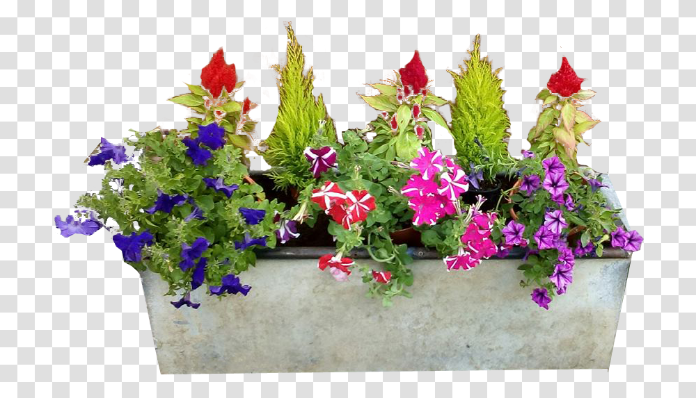 Background Flower Pots, Plant, Geranium, Purple, Flower Arrangement Transparent Png