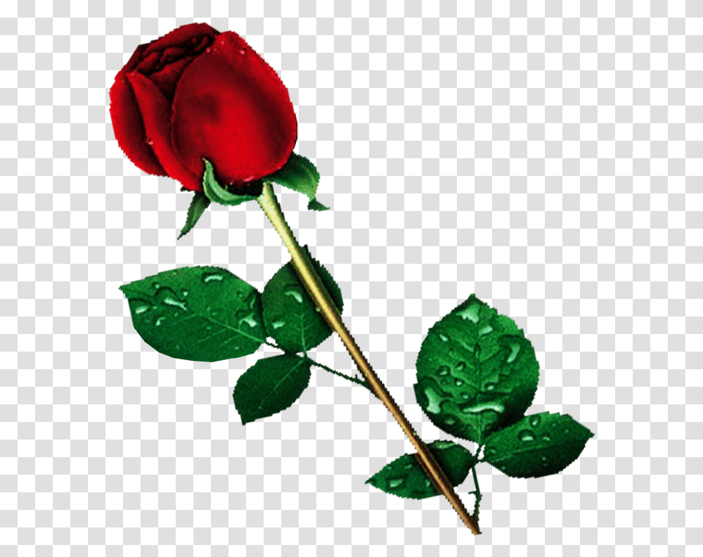 Background Flower, Rose, Plant, Blossom, Leaf Transparent Png