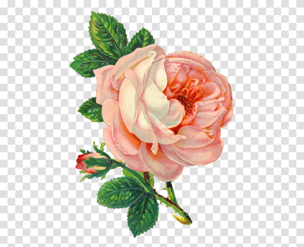 Background Flowers, Rose, Plant, Blossom, Petal Transparent Png