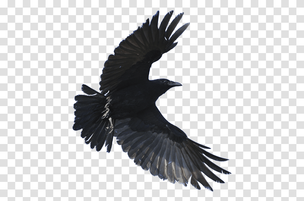 Background Flying Crow, Bird, Animal, Eagle, Blackbird Transparent Png