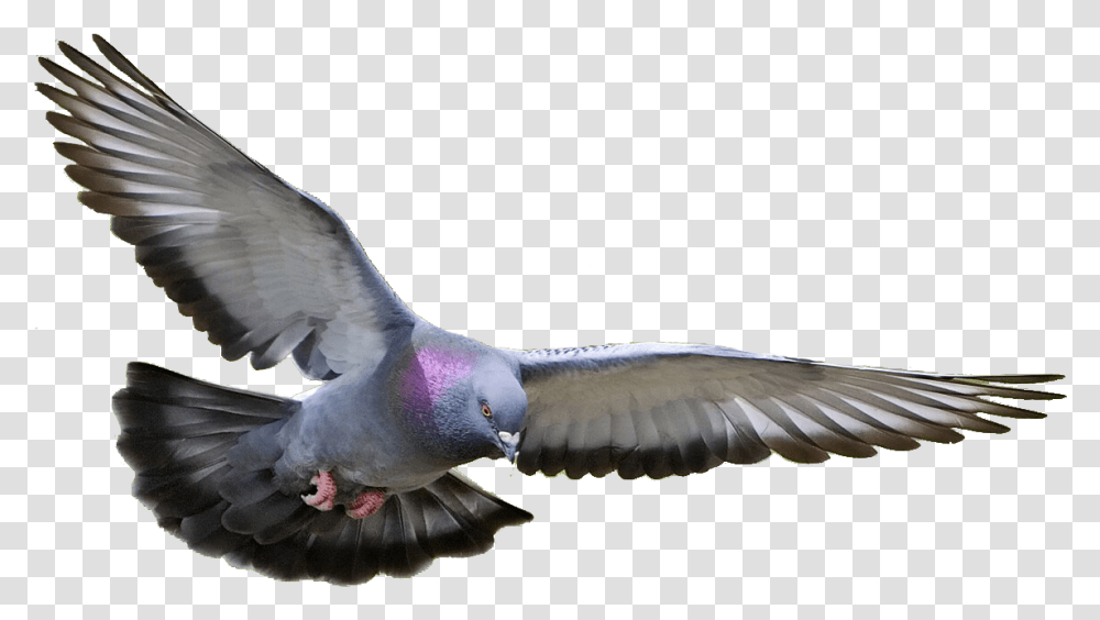 Background Flying Pigeon, Bird, Animal, Dove Transparent Png