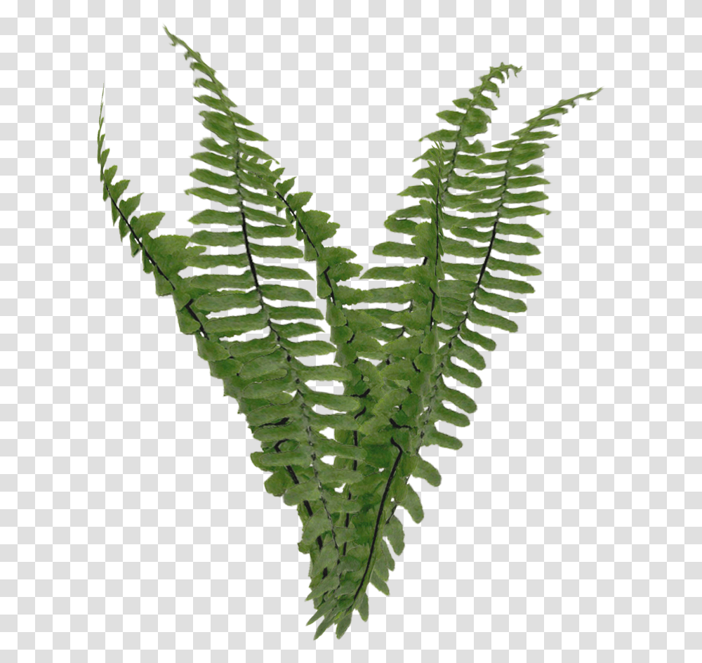 Background Foliage Fern, Plant, Leaf, Moss Transparent Png