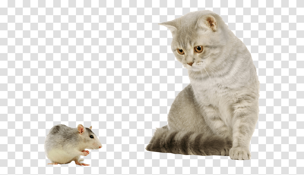 Background Free Images Cat And Mouse, Pet, Mammal, Animal, Manx Transparent Png