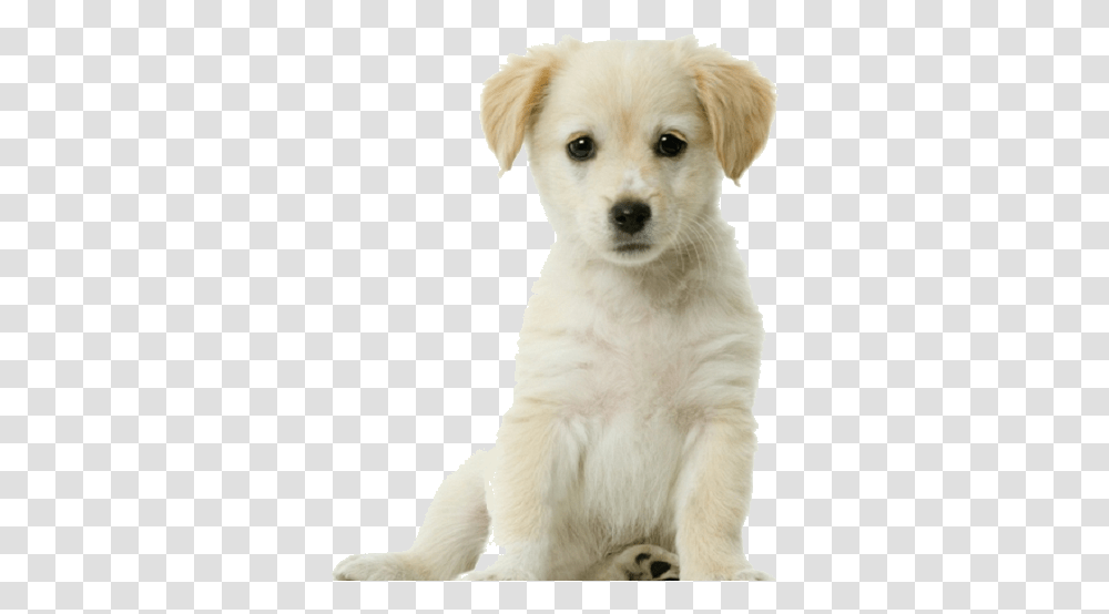 Background Free Puppy With White Background, Dog, Pet, Canine, Animal Transparent Png