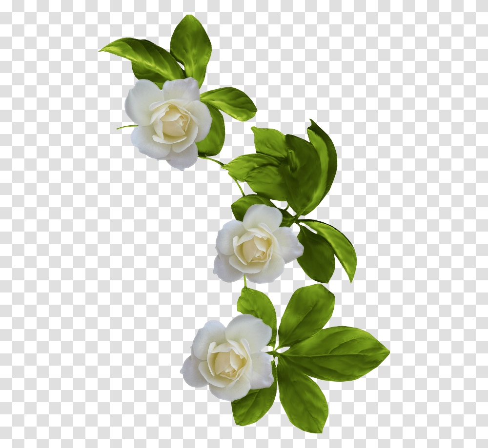 Background Gardenia, Rose, Flower, Plant, Blossom Transparent Png