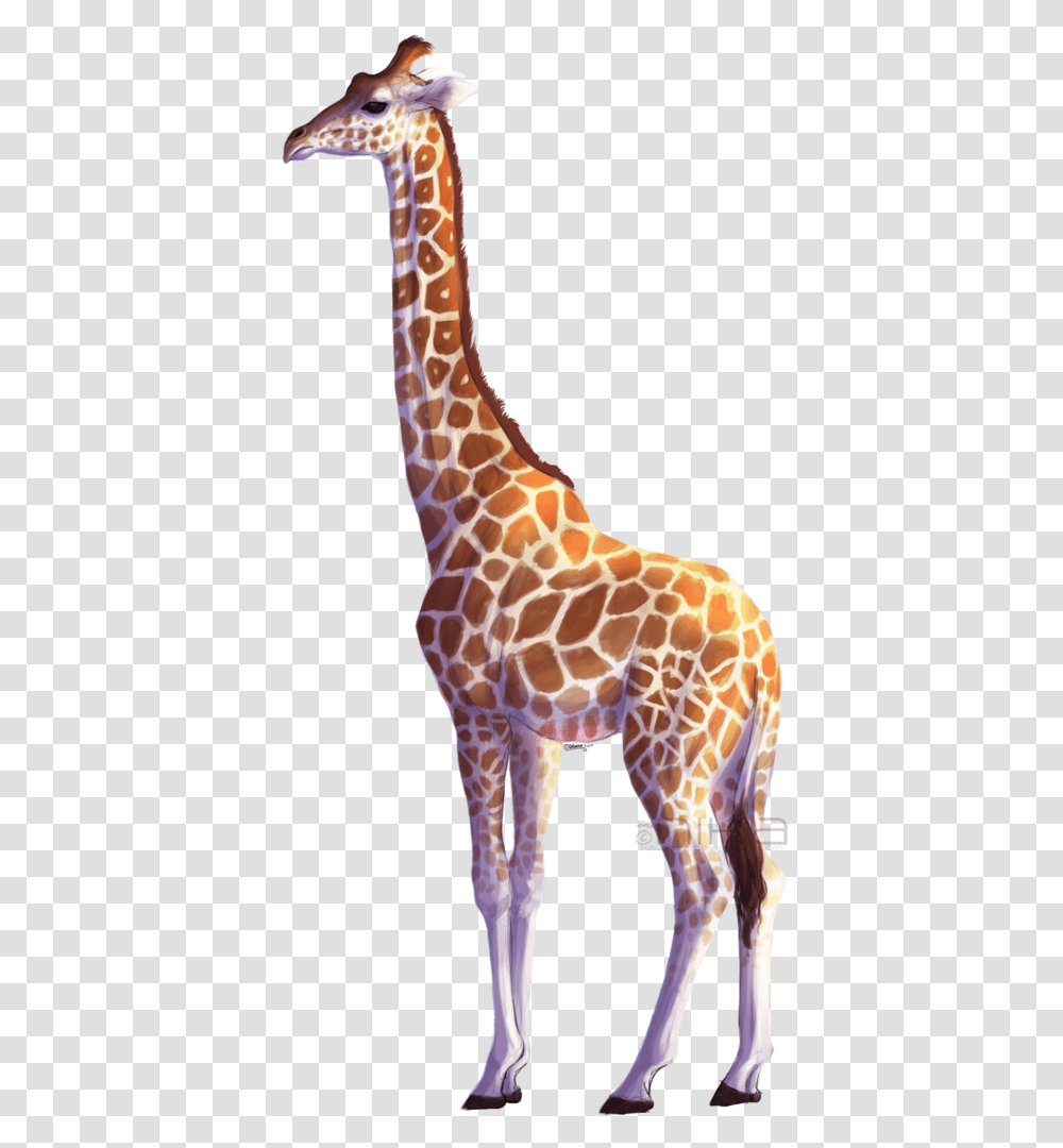 Background Giraffe Background, Wildlife, Mammal, Animal Transparent Png