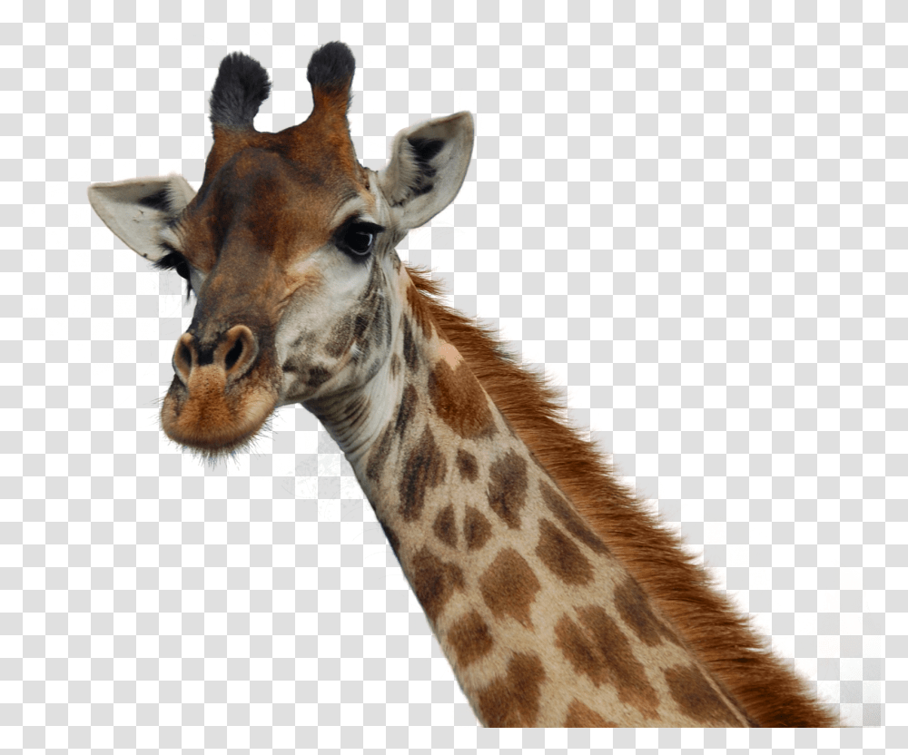 Background Giraffe Head, Wildlife, Mammal, Animal Transparent Png