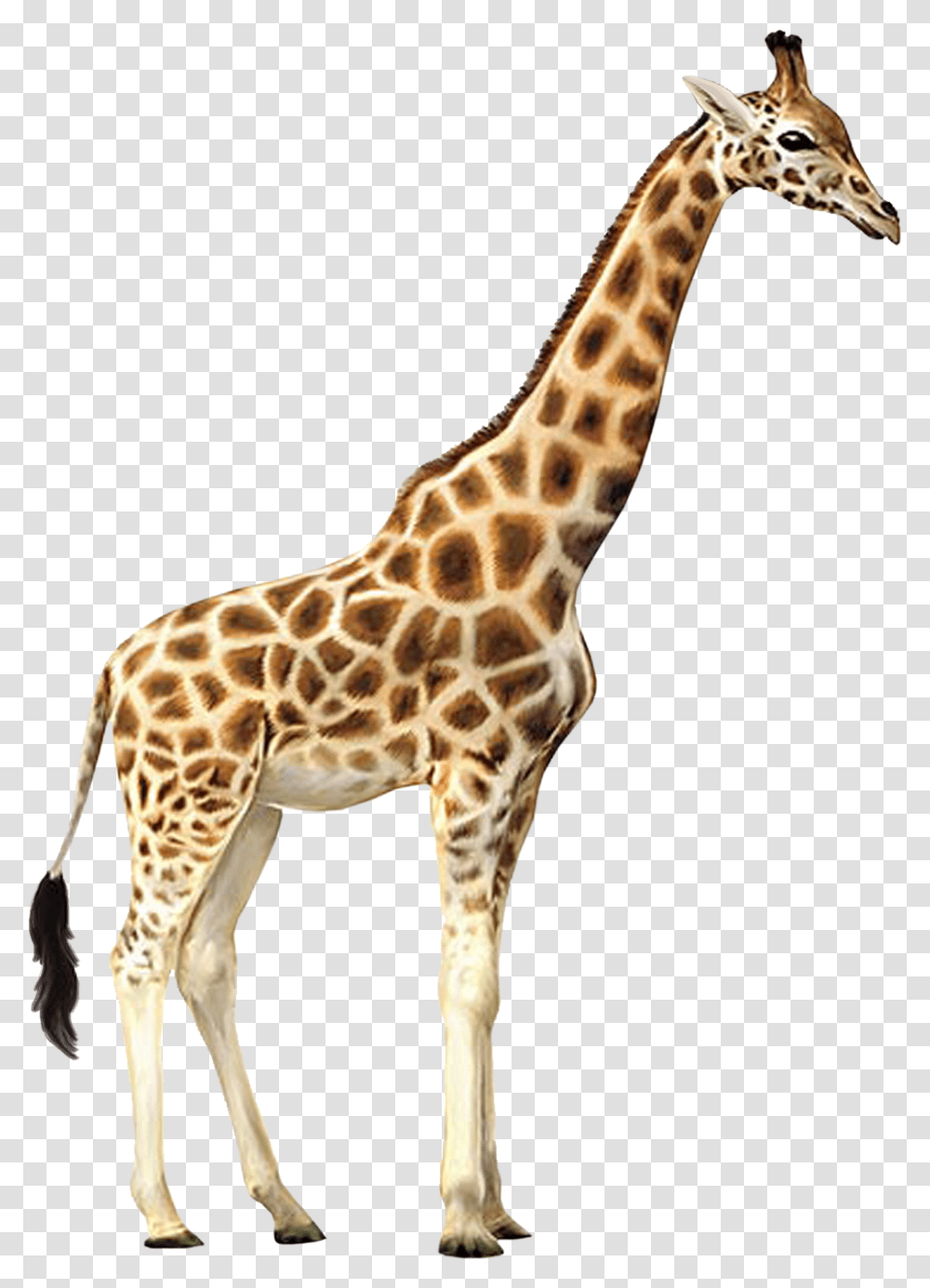 Background Giraffe, Wildlife, Mammal, Animal Transparent Png