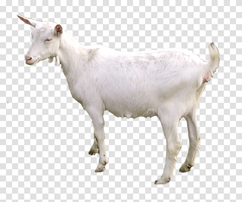 Background Goat, Mammal, Animal, Mountain Goat, Wildlife Transparent Png