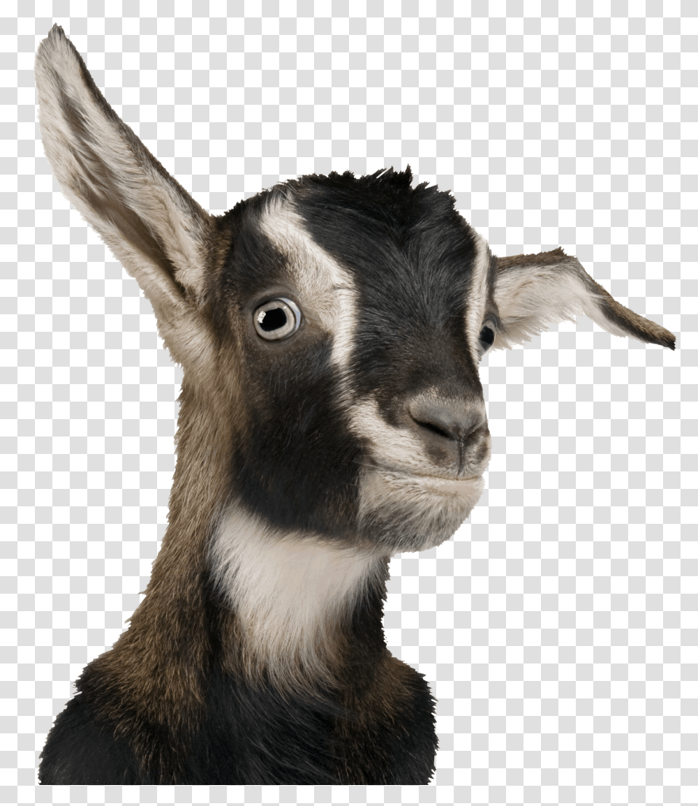Background Goats, Mammal, Animal, Antelope, Wildlife Transparent Png
