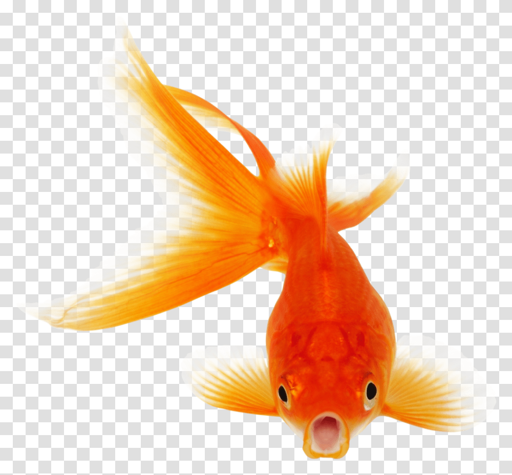 Background Goldfish Real Fish Clipart, Animal, Bird Transparent Png